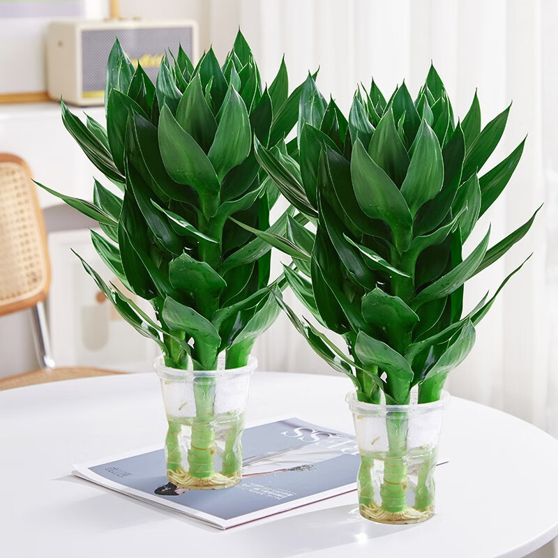 【篱趣】文竹实木盆栽价格走势及最新榜单推荐|京东查询绿植盆栽历史价格