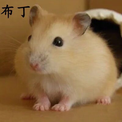仓鼠活物已打一公一母金丝熊公婆银狐好养迷你小宠物 可爱布丁 单只