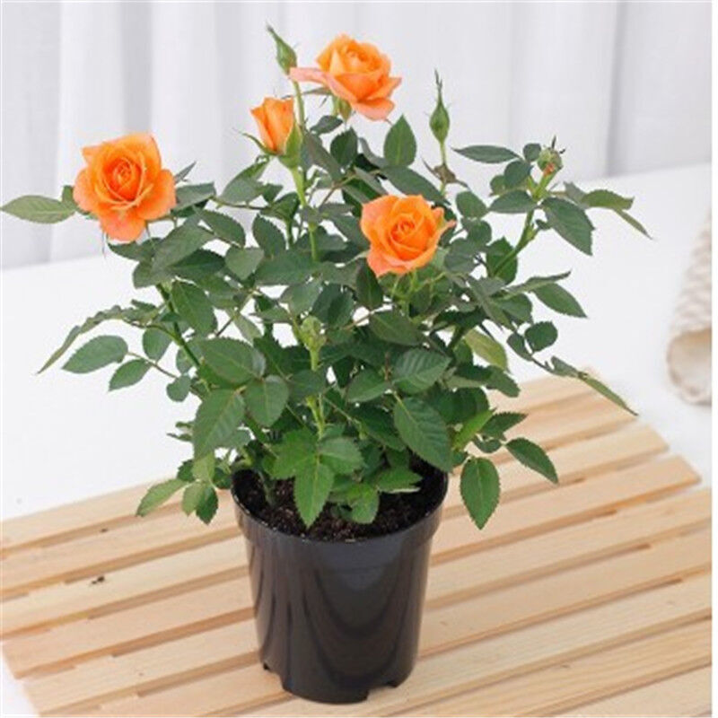 瑰季玫瑰花苗四季开大花绿植物盆栽室内外观花卉庭院阳台 含育苗软盆