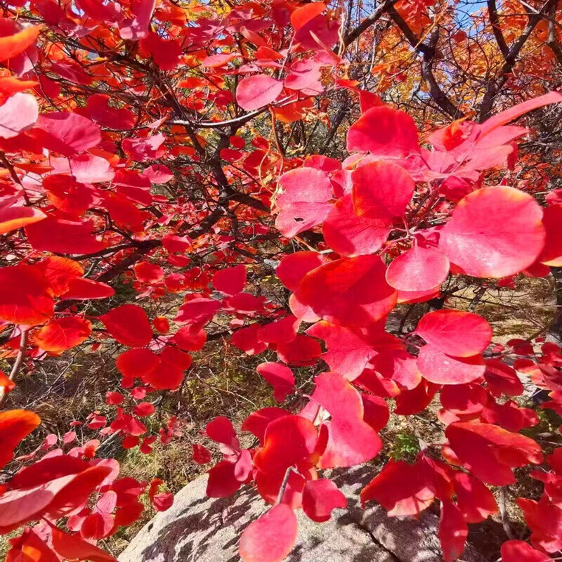 惜优记红叶黄栌树苗庭院别墅风景树北京香山的红叶树