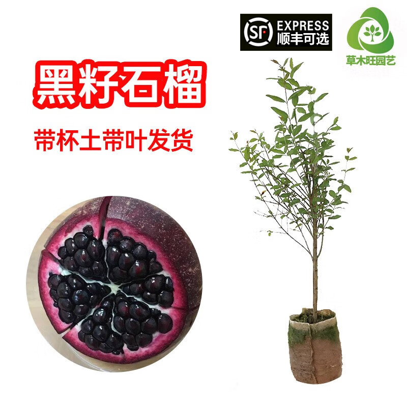 草木旺石榴苗软籽突尼斯红石榴果苗黑籽石榴树苗南北方种植庭院果树苗 黑籽石榴苗 带土带叶 高度：50-70公分属于什么档次？
