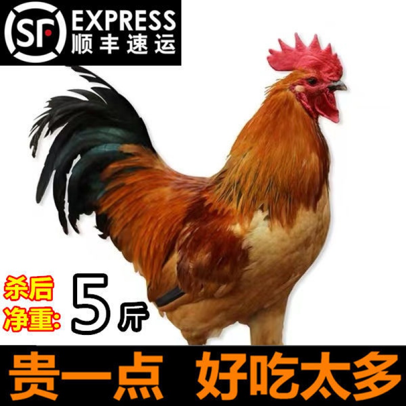 杀后净重2斤小公鸡个头小 山东散养大公鸡配炖鸡料包