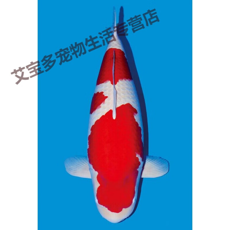 大正三色红白绯写昭黄金纯种锦鲤 红白锦鲤 11cm 一条