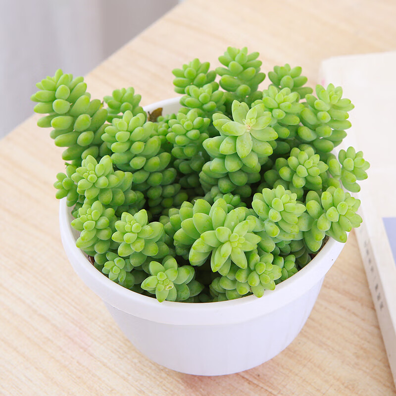 clcey彩虹玉坠多肉植物带盆栽好新手好养活萌肉阳台客厅垂挂多肉小