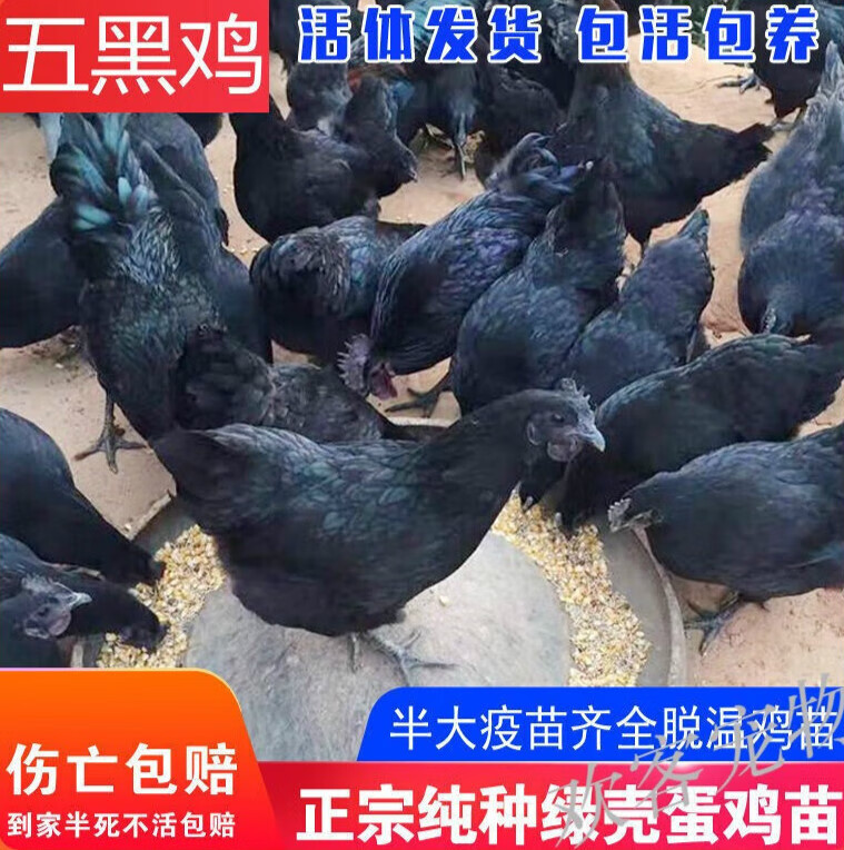 正宗半大五黑鸡脱温苗五黑一绿壳蛋散养乌骨鸡黑鸡幼崽活宠物批发