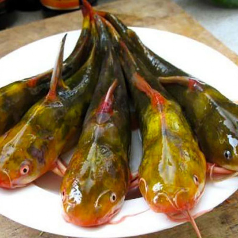 lism 渔民直销嘎牙子鱼天然昂刺鱼黄丁鱼黄骨鱼汪钉头鱼昂牛黄蜡鱼 嘎