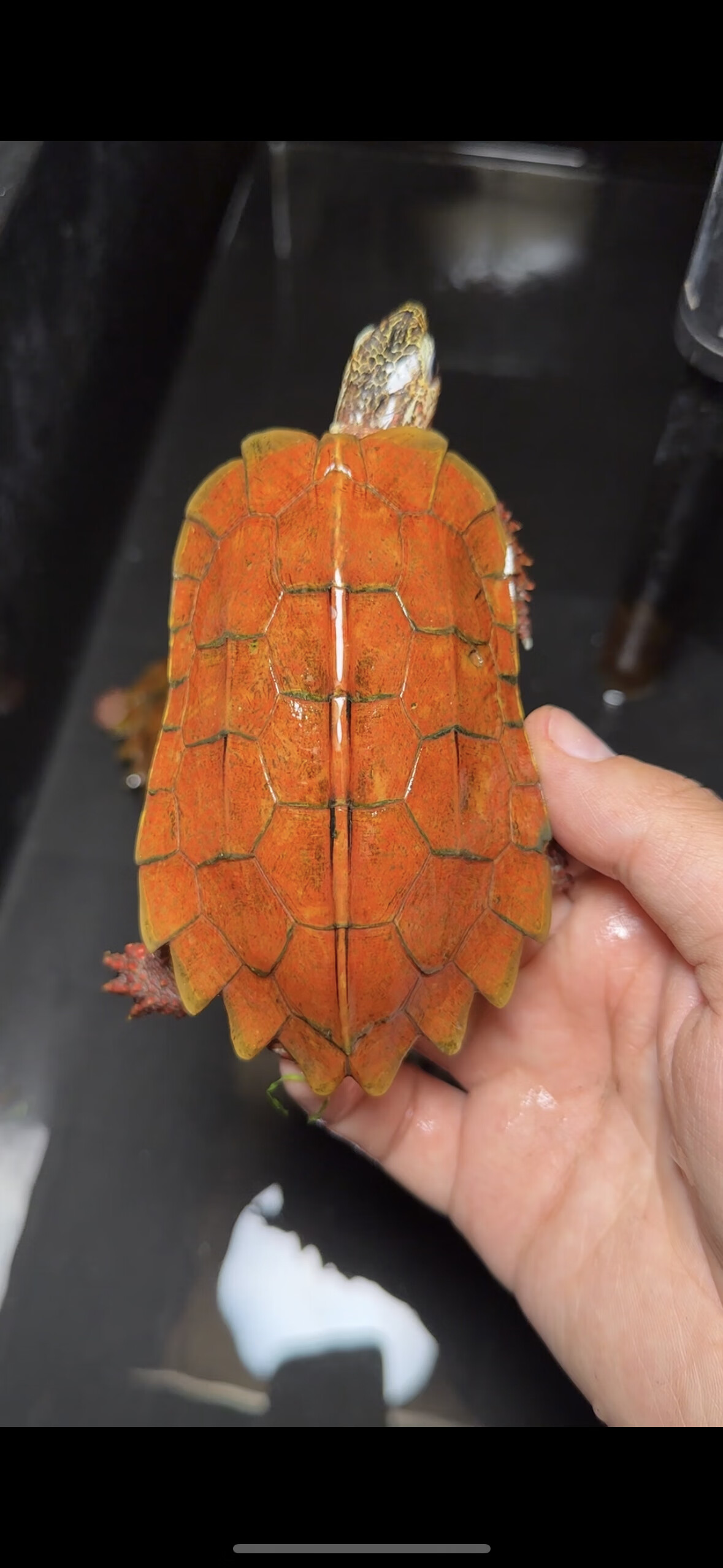 精品海南枫叶龟海枫 大小公母都有 顺丰,带证发货