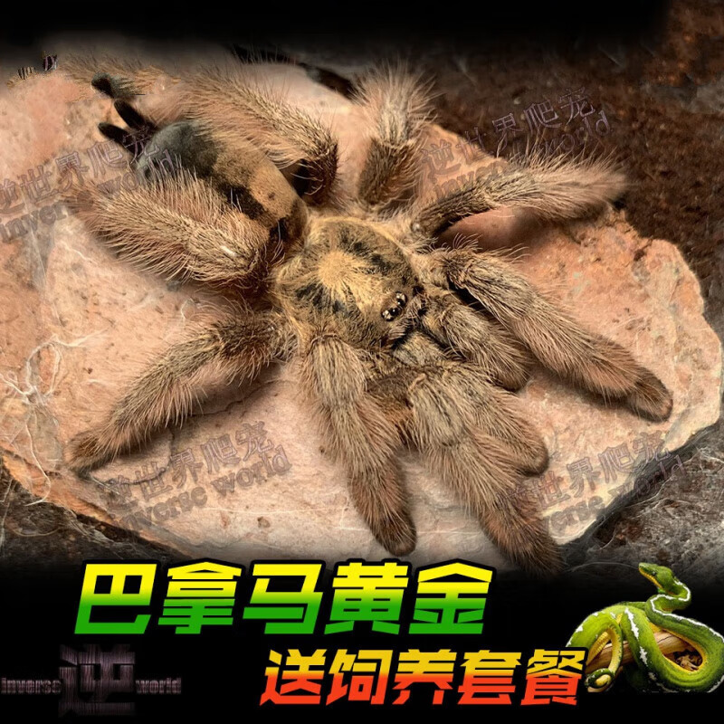 旺园兴新手巴拿马黄金2-12厘米成长迅速好养背甲金色蜘蛛宠物活体 2cm