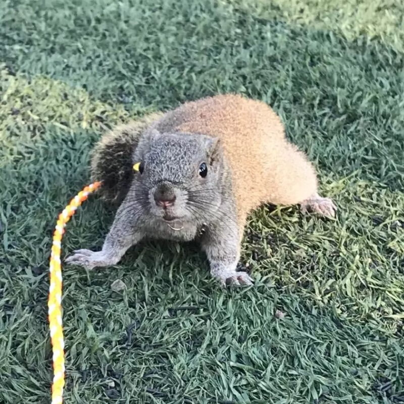 异宠活体价格走势图怎么看|异宠活体价格历史