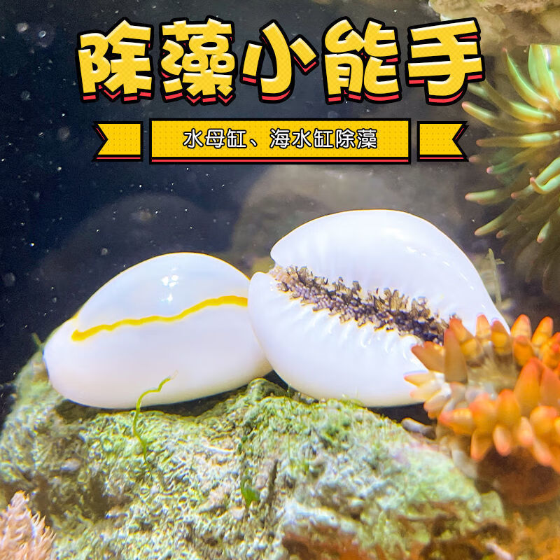 观赏螺除绿藻金环宝螺海螺角蝾螺牛眼螺净化海缸吃藻紫底星螺 金宝螺和紫底螺各2个