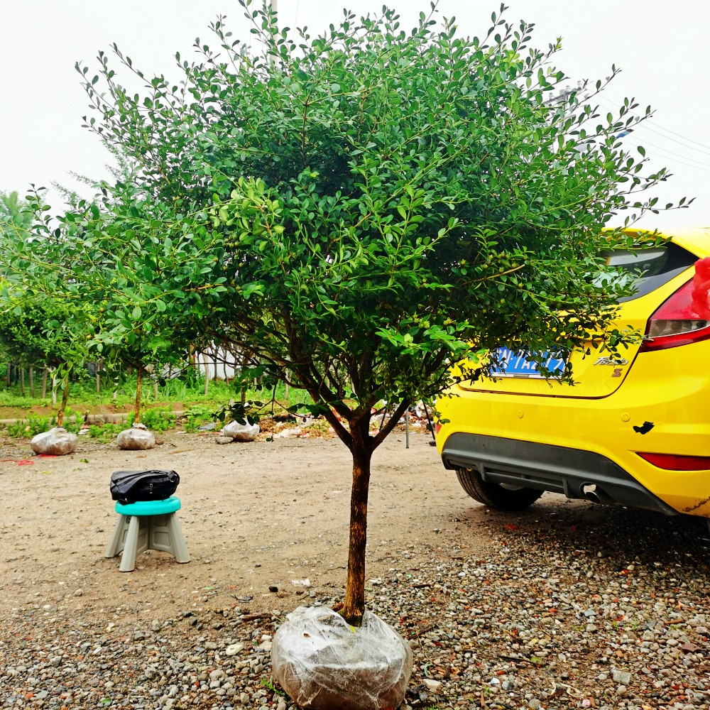 茗羽珺玥独杆瓜子黄杨树苗小叶黄杨高杆别墅庭院四季