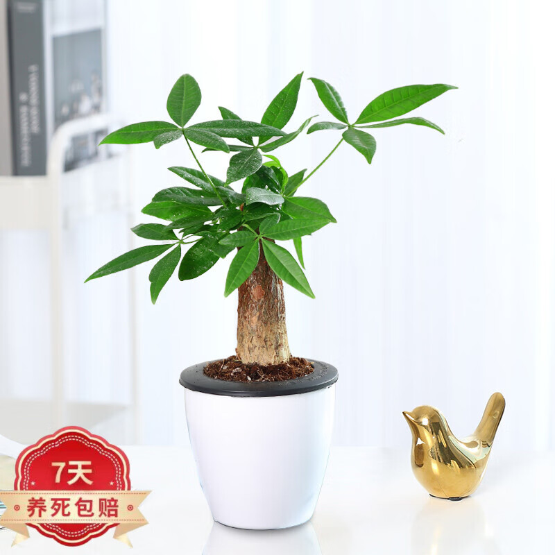 发财树盆栽大树桩客厅办公室内植物大型绿植z5 20厘米独杆发财树+懒人盆 不含盆怎么样,好用不?