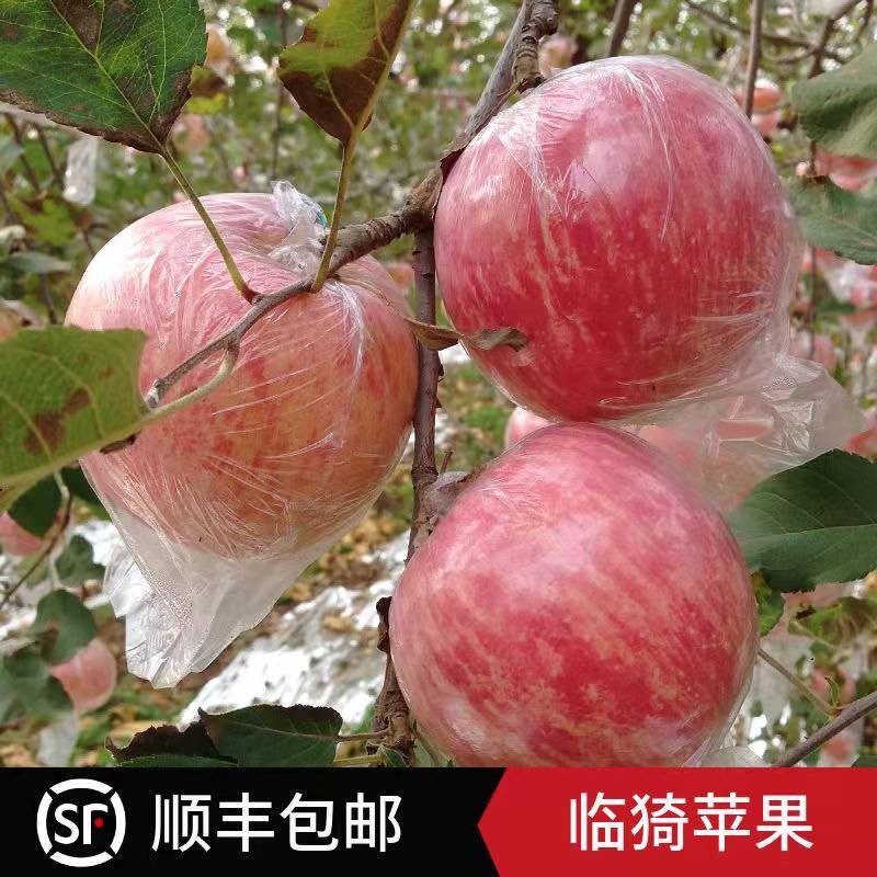 鹏翔宇【顺丰包邮】正宗山西临猗红富士苹果脆甜冰糖心苹果新鲜生鲜水果 正宗山西临猗红富士苹果【产地直发】 净重8.5-9斤【12-15枚】商超特大果