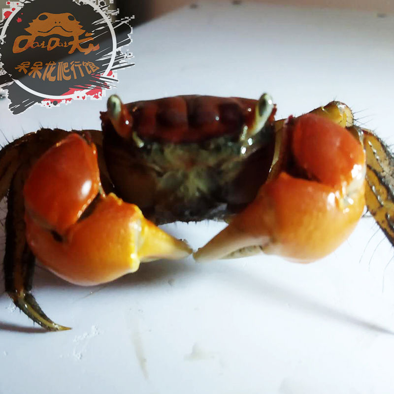 将军蟹 辣椒蟹水族螃蟹观赏蟹淡水螃蟹活体宠物蟹爬宠 相手蟹 将军蟹