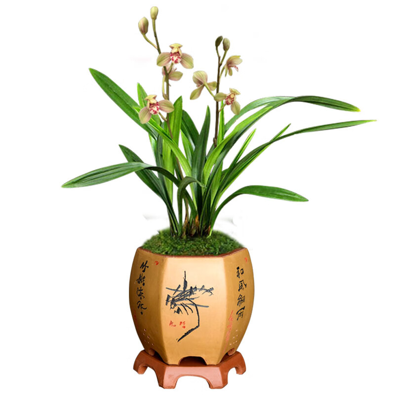 浓香兰花君荷 建兰八大名品红一品 经典荷瓣 名贵兰花 花卉盆栽植