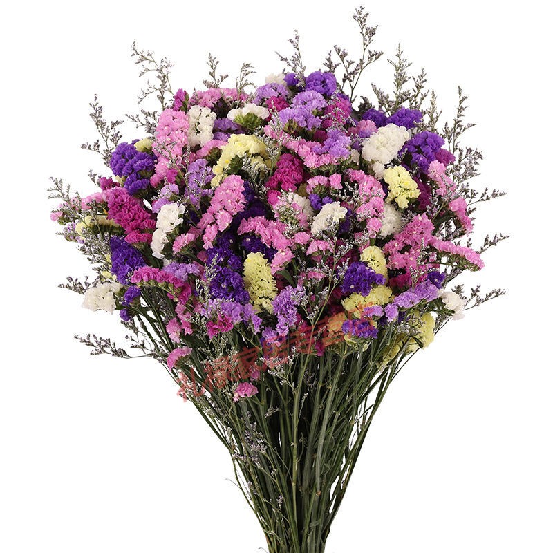 花语奇萌勿忘我干花花束真花花卉 家庭家居室内装饰品摆件客厅 满天星