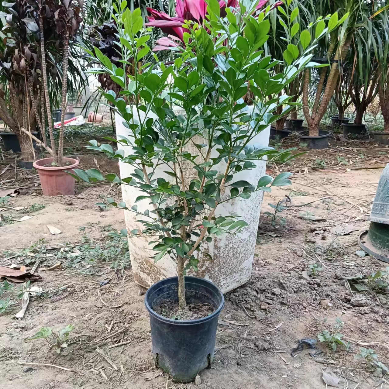 麦桑荷独杆九里香老桩四季开花驱蚊驱虫绿植七里香阳台庭院花卉绿植