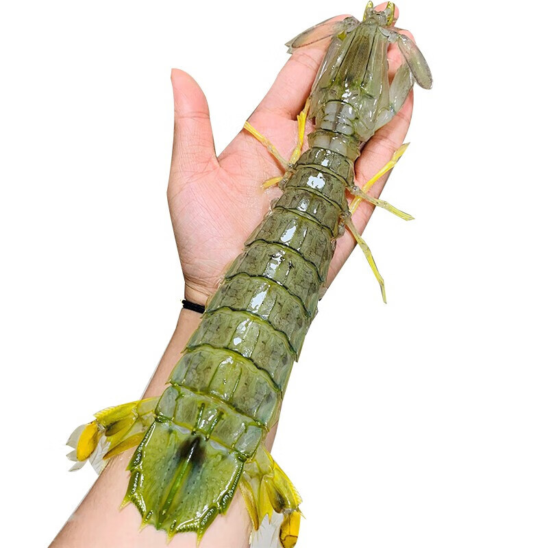 隆港汇  新鲜富贵虾大皮皮虾海鲜水产虾菇濑尿虾 带膏全母虾  500g