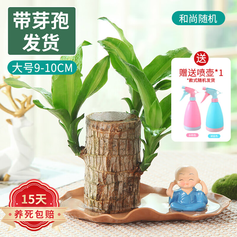 查看绿植盆栽商品历史价格的网站|绿植盆栽价格历史