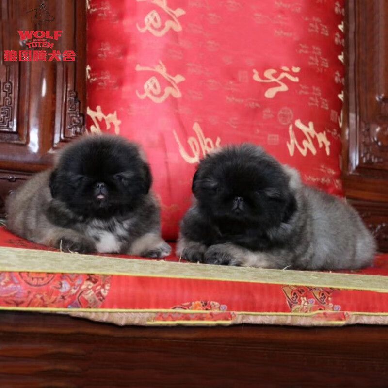 狼图腾京巴狗双血统京巴幼犬纯种京巴犬活体犬家养宠物狗京巴犬小型犬