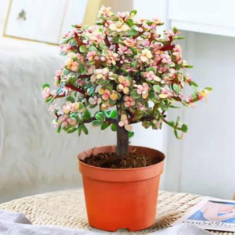 ������Ҷ����������̨������ֲ�칫�һ��ܶ���ֲ�������ƽ�֦����  ��֦��Ҷ������׮��18-25����ԭ��