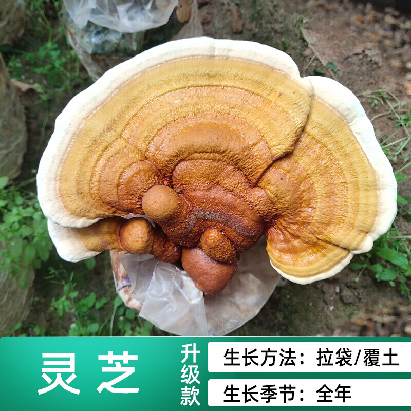 包阳台种蘑菇菌种菌棒菌菇种家庭室内香菇养种食用菌 灵芝-高产升级款