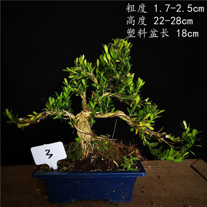 原生米叶黄杨雀舌黄杨皱皮雀舌黄杨小品盆景盆栽 3 含盆