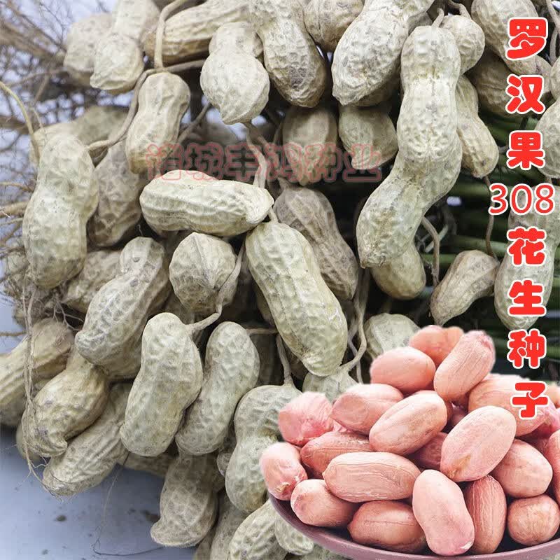 花如嫣带壳晒干生花生罗汉果308 新货农家粉皮小白沙精选花生种子