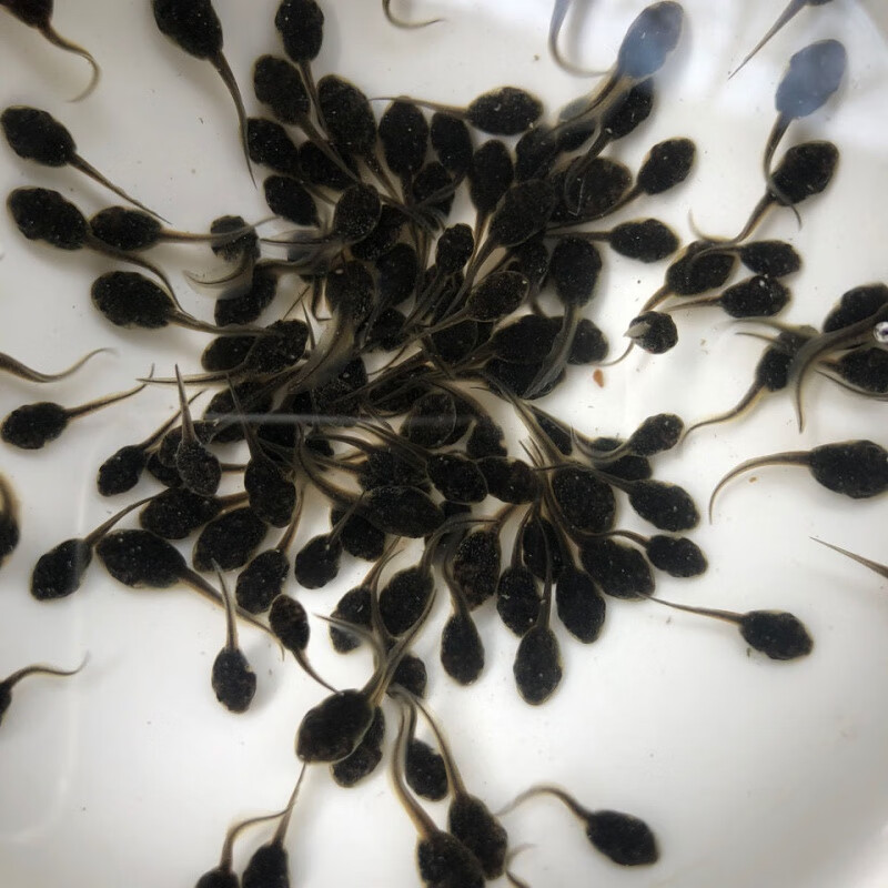 荣郁牛蛙苗小蝌蚪儿童宠物幼儿观赏牛蛙养殖水产大量养殖场牛蛙肉 20