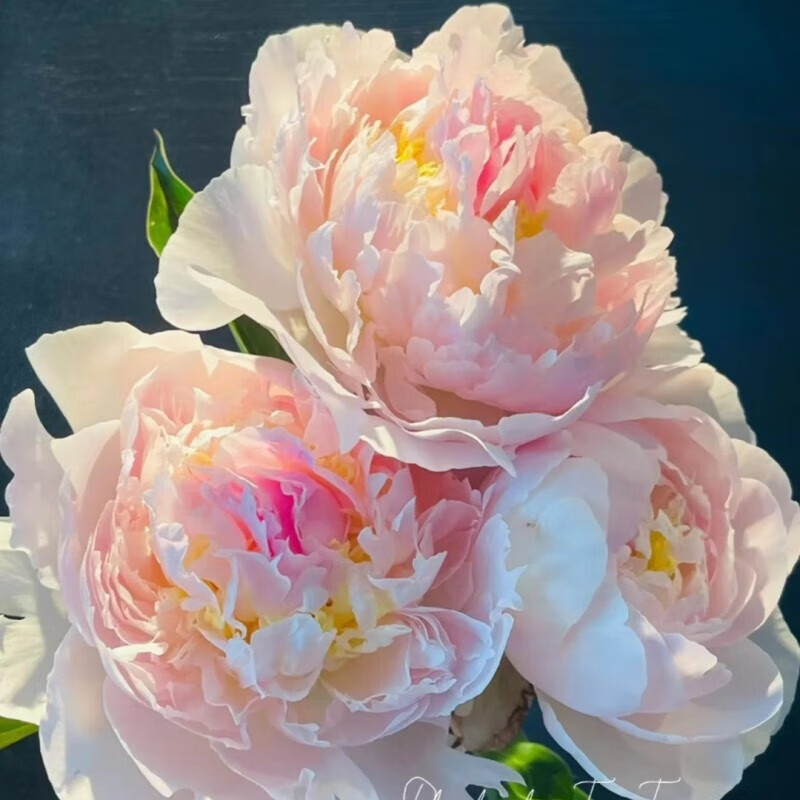 开花阳台盆栽庭院鲜花观赏牡丹花卉植 重瓣包对版羞涩女王6年苗带花芽