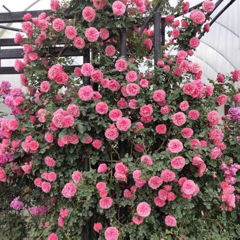 盆栽爬藤植物浓香大花阳台庭院花卉地栽玫瑰月季 粉西施【当年开花】
