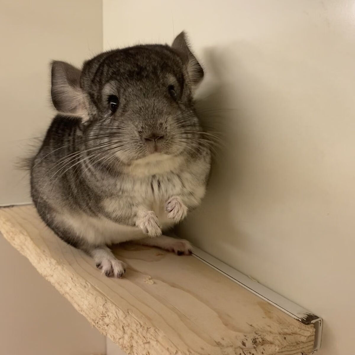 宠物标灰龙猫幼崽活物 龙猫幼崽可爱 纯白龙猫 银斑龙猫包活 标灰幼崽