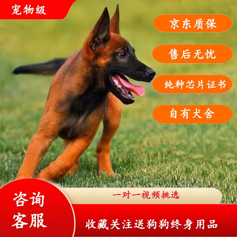 果粒之星马犬幼仔活体小马犬幼崽狗活体纯种宠物狗狗爆红马黄马犬昆明