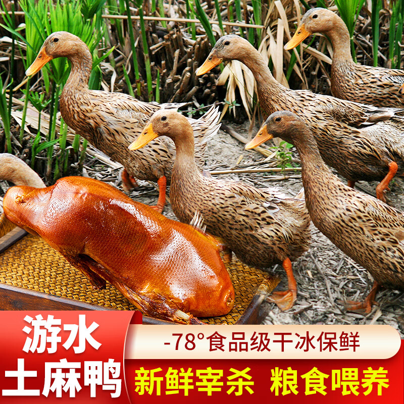 跑山密水农家新鲜散养麻鸭 新鲜土鸭子 整只煲汤 红烧鸭肉 生鲜 麻鸭5