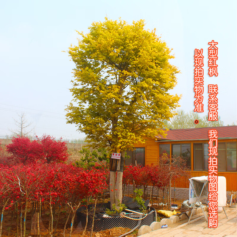 侬律花园 日本红枫树苗 花卉苗木 庭院树 小苗 树苗北方耐寒 南方耐热