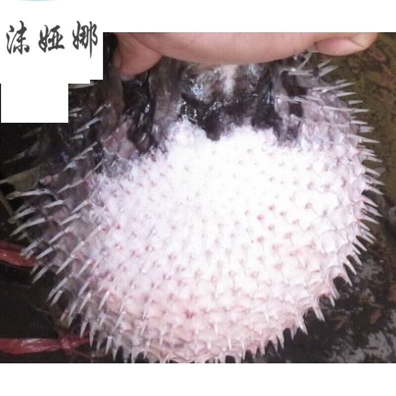 虎钢馋海南水产干货,海南刺豚鱼皮,老虎鱼皮干,渔民新鲜晒,250g