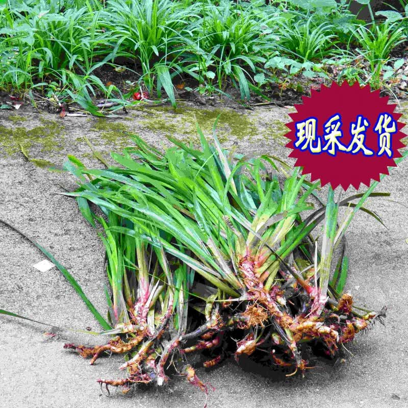 采缇 贵州现采山萘500克 五香草 茴香菖蒲 三萘随手香盆景盆栽带根