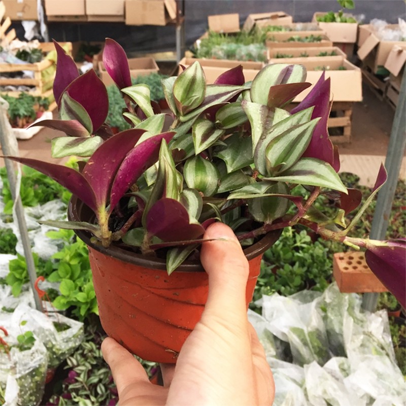 畅微 紫叶吊竹梅盆栽 吊兰植物 吊竹梅 竹节吊兰 盆栽 紫叶吊竹梅 紫