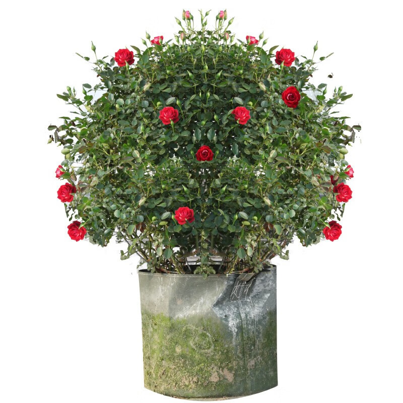 月季花球成品造型欧月爬藤蔷薇花立体景观花卉球形球状原盆原土发 小