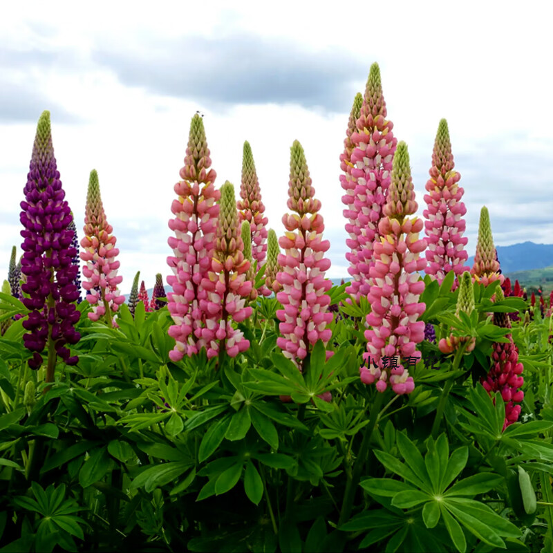 小镇有花多年生鲁冰花种子混色羽扁豆春秋播种花卉景观花海室外盆栽
