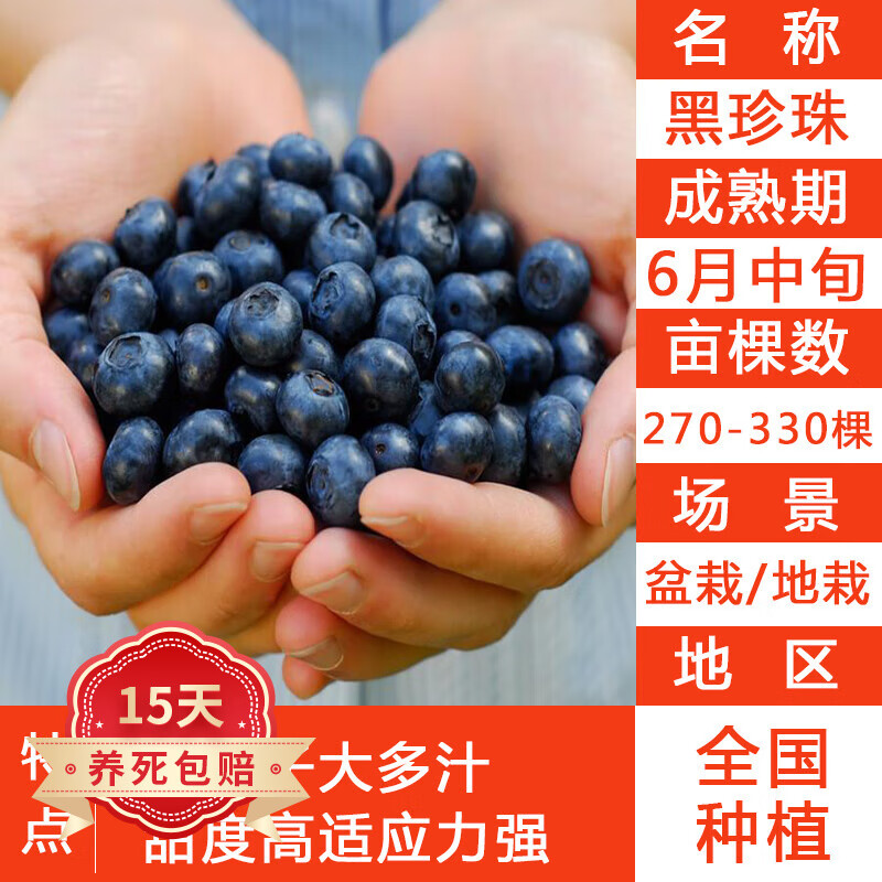 蓝莓苗庭院阳台盆栽地栽果苗南北方种植果树苗 黑珍珠6年苗带叶带土