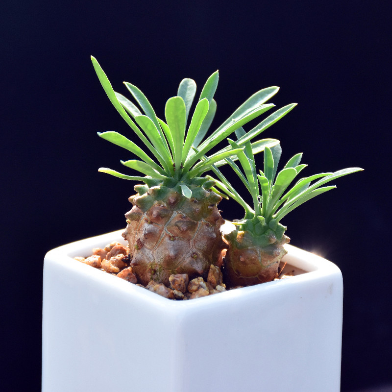 【办公室绿植花卉组合小盆栽迷你多肉 菠萝 铁甲丸   可爱   高度3cm