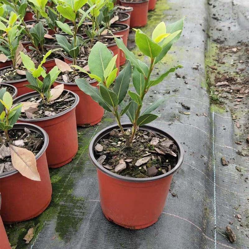 香叶树苗可食用调料树地中海月桂树阳台庭院南方北方种植四季常绿