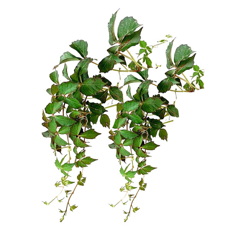 爬山虎 爬藤植物苗三叶五叶盆栽室外种花卉攀援大苗爬墙虎z1 三叶