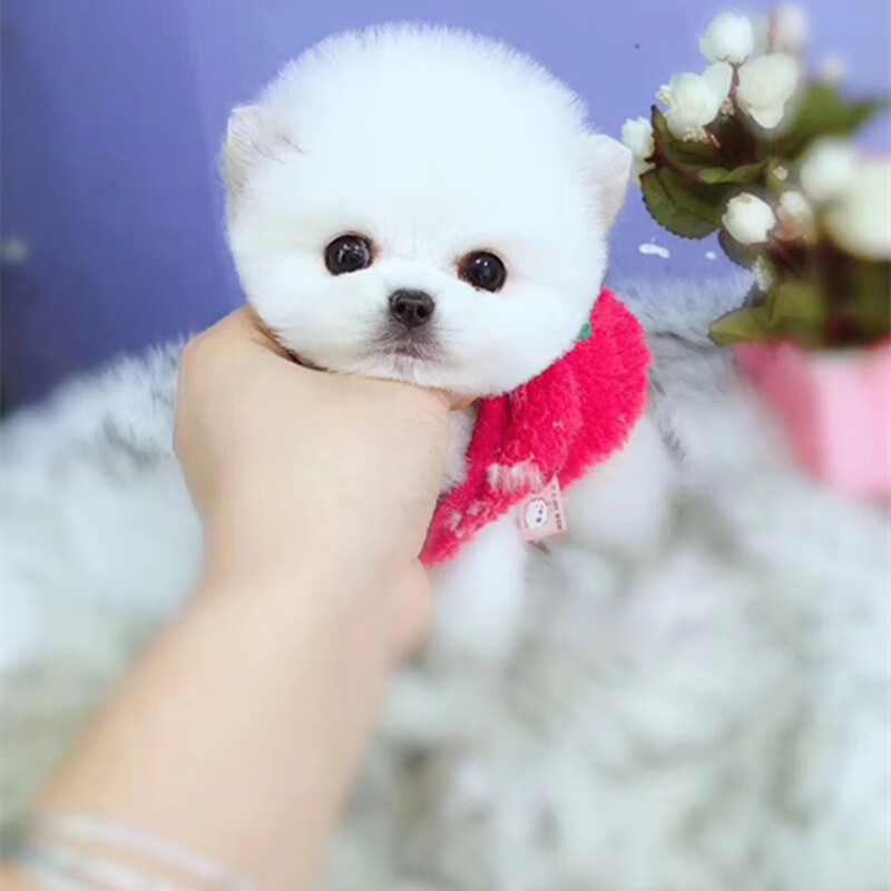 博美犬博美幼犬茶杯犬黄色白色宠物狗活体的可爱狗搏美哈多利系球体俊介宠物级s级母 虎窝购