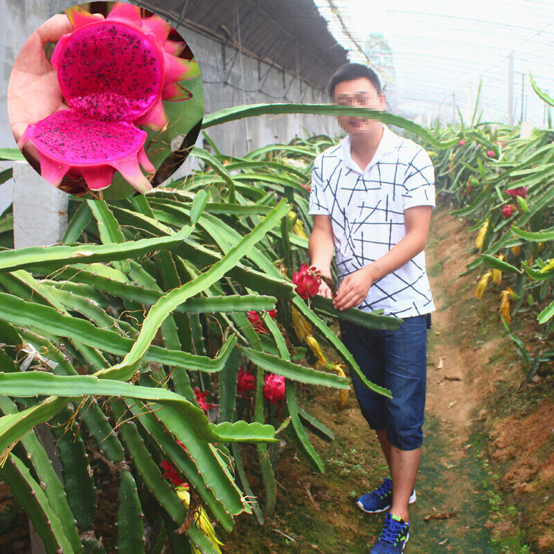 红心火龙果苗盆栽地栽苗黄麒麟火龙果树苗白水晶火龙果苗四季结果 3年