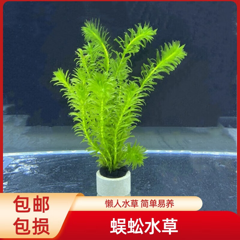 余三哥(yusange)(印度小竹节草水草真水草水族箱鱼缸造景观赏新手懒人