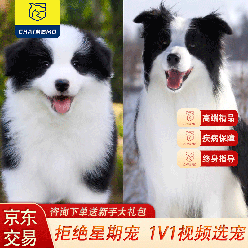 柴墨精品边牧幼犬血统级宠物狗狗狗活体家养高智商幼崽狗 血统级