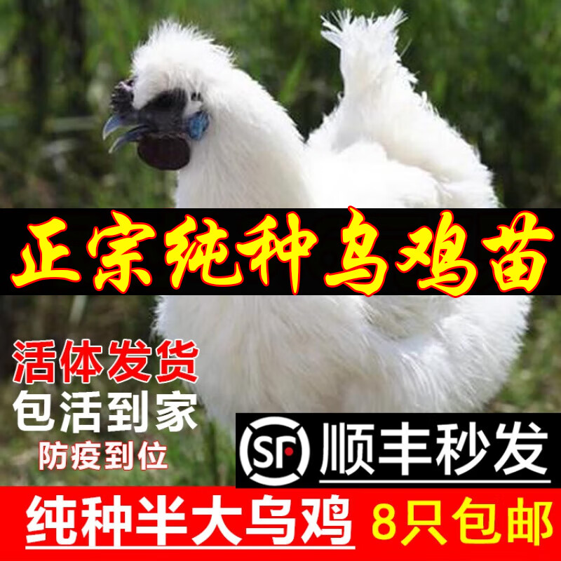 乌鸡公母混拍(比例备注)