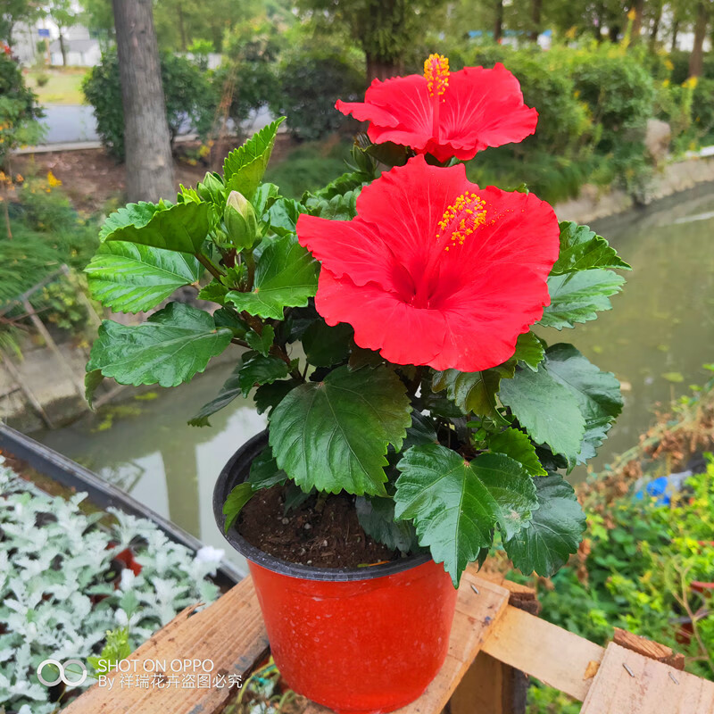 朱槿花 耐晒耐热庭院阳台花卉绿植玫红色重瓣朱槿芙蓉花佛堇扶桑z5